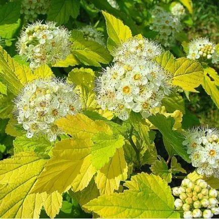 Physocarpus ültetés, gondozás, fotó, alkalmazás kerttervezés