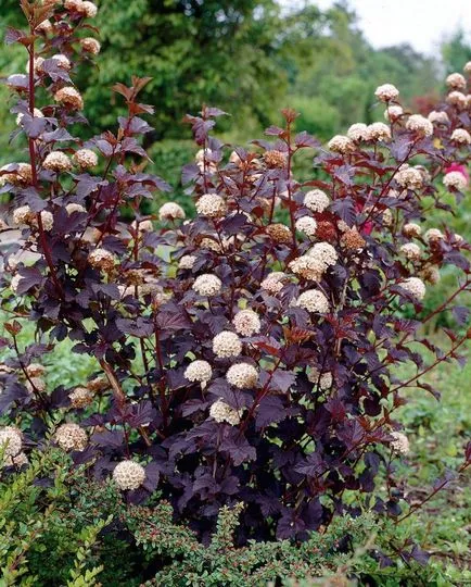 Physocarpus ültetés, gondozás, fotó, alkalmazás kerttervezés