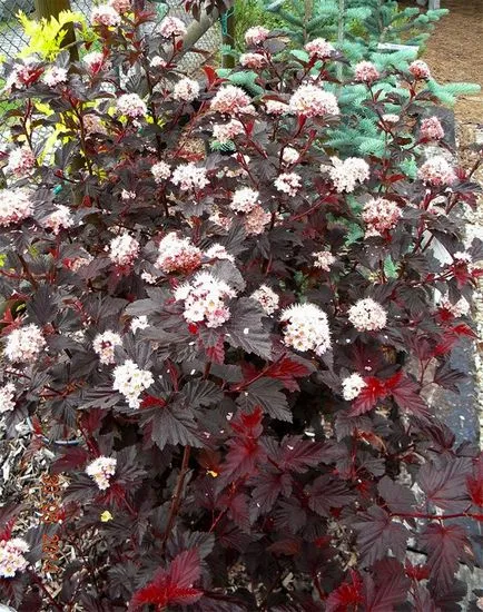 Physocarpus ültetés, gondozás, fotó, alkalmazás kerttervezés