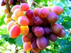 Ранното отделяне на цариградско грозде