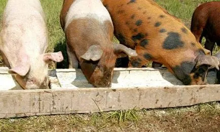 Разплодни свине у дома за начинаещи, най-ефективният хранене, свине за разплод