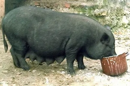 Tenyészsertésen otthon kezdőknek, a leghatékonyabb etetés, tenyészsertésre