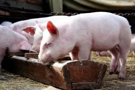 Porci pentru reproducere la domiciliu pentru începători, cel mai eficient hrănire, porci pentru reproducere