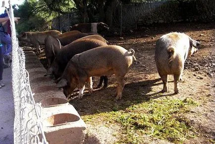 Tenyészsertésen otthon kezdőknek, a leghatékonyabb etetés, tenyészsertésre