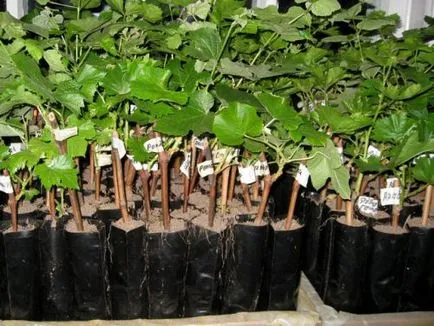 Възпроизвеждането на грозде през лятото иглолистна дървесина резници, снимки
