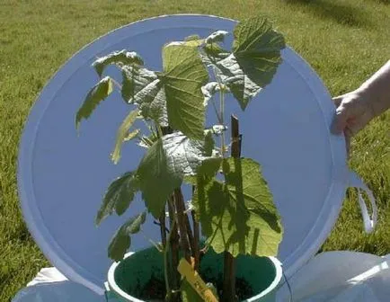 Възпроизвеждането на грозде през лятото иглолистна дървесина резници, снимки