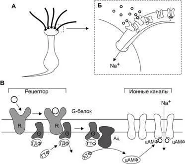 Regenerarea neuronilor olfactiv receptorilor