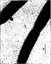 Utilizarea unui microscop electronic