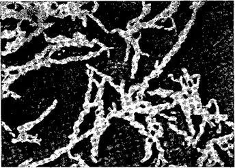 Utilizarea unui microscop electronic