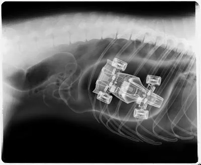 Рентгеновите снимки на кучетата, в рамките на които най-невероятните неща, бяха открити umkra