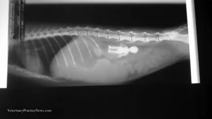 X-ray képek a kutyák, amelyen belül a leghihetetlenebb dolog, talált umkra