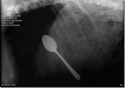 X-ray képek a kutyák, amelyen belül a leghihetetlenebb dolog, talált umkra