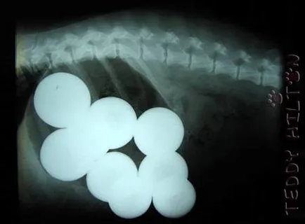 Рентгеновите снимки на кучетата, в рамките на които най-невероятните неща, бяха открити umkra