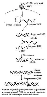 virusuri ARN - DNA conținând virusuri și bacteriofagi