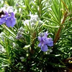 Rosemary în plantarea suburbii și de îngrijire în câmp deschis, fotografie, propagarea prin butași, în creștere