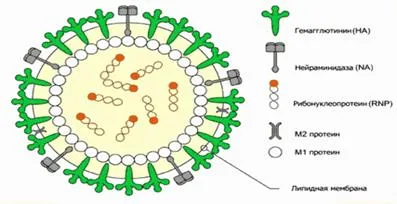 virusuri ARN - DNA conținând virusuri și bacteriofagi