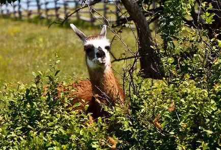 Safari Park - Kudykin hegy - a Lipetsk régió