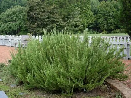 Rosemary în plantarea suburbii și de îngrijire în câmp deschis, fotografie, propagarea prin butași, în creștere