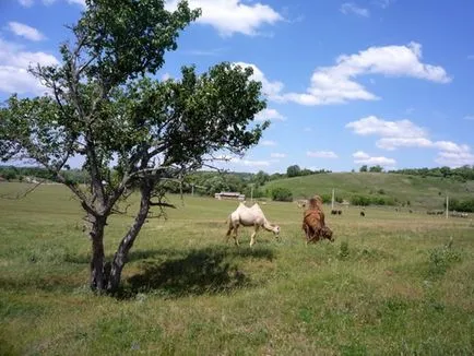 Safari Park - Kudykin hegy - a Lipetsk régió