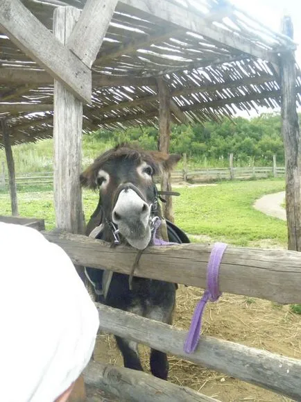 Safari Park - Kudykin hegy - a Lipetsk régió