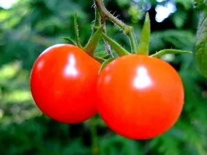 Cele mai bune soiuri de tomate pentru regiunea Leningrad