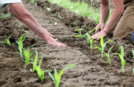 Plantarea de porumb în datele de plantare deschis la sol, cultivare și întreținere, sadovodstvo24