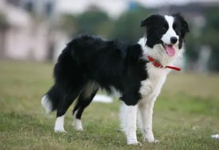 Най-интелигентни породи кучета, които са лесно обучени, funfeel