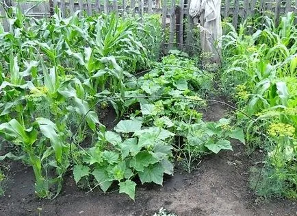 Plantarea de porumb în datele de plantare deschis la sol, cultivare și întreținere, sadovodstvo24
