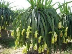 Ehető kaktusz - leírása fotókkal növények, azok a fajok és gyümölcs