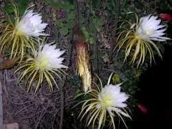 Comestibilă cactus - o descriere cu fotografii de plante, specia lor și fructe