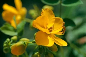 Senna, aplicație, slăbire senna