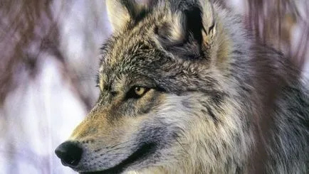 сив вълк