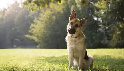 Седем породи кучета, които са най-добре тренирана - Zooklub