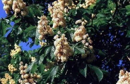 Cultivarea de castane comestibile, de plantare, îngrijire