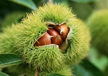 Cultivarea de castane comestibile, de plantare, îngrijire