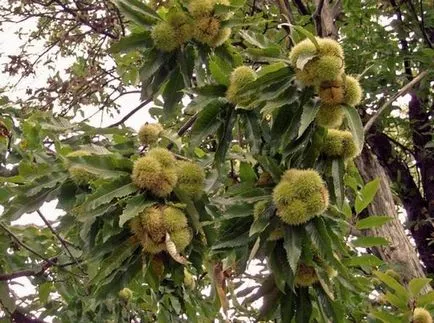 Cultivarea de castane comestibile, de plantare, îngrijire