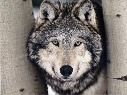сив вълк