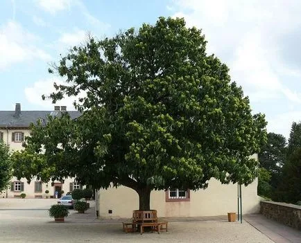 Cultivarea de castane comestibile, de plantare, îngrijire