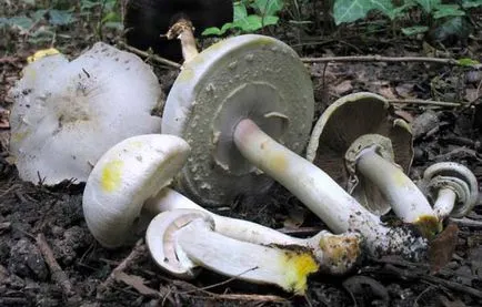 Descriere Agaricus Xanthodermus și tipuri similare de ciuperci otrăvitoare