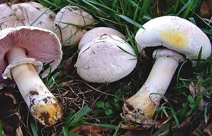 Agaricus Xanthodermus leírás és hasonló jellegű mérgező gomba