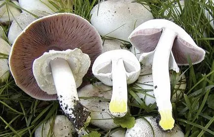 Agaricus Xanthodermus leírás és hasonló jellegű mérgező gomba