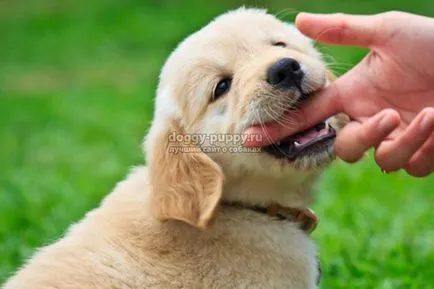 Puppy harap, hogy mit és hogyan elválasztott gyerek