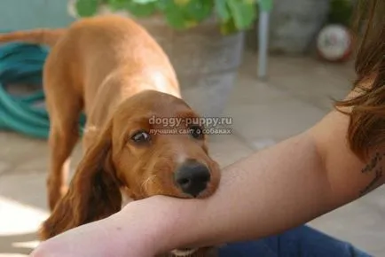 Puppy harap, hogy mit és hogyan elválasztott gyerek