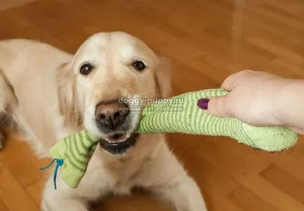 Puppy harap, hogy mit és hogyan elválasztott gyerek