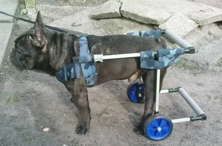 Szibériai teszi kerekes székek fogyatékosok állatok