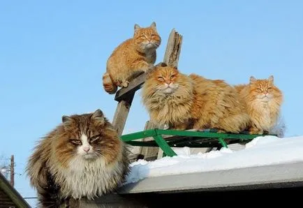 Szibériai macskák fotók Alla Lebedeva (15 fotó)