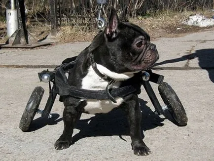 Siberian face scaune cu rotile pentru animale cu handicap