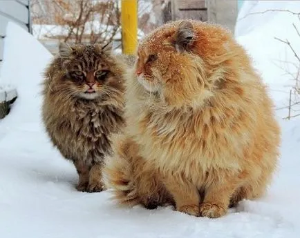 Szibériai macskák fotók Alla Lebedeva (15 fotó)