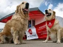Kutyák - Véradók egy új eredmény Állatorvos