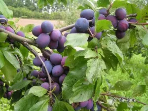 Plum friss és szárított, szakácsok - Chef Kazahsztán